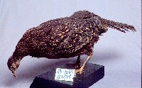 藍腹鷴藏品圖，第3張